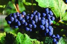 葡萄种植的基本流程?葡萄种植的方法? 葡萄种植的基本流程?葡萄种植的方法?