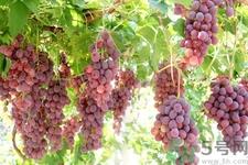 葡萄种植的基本流程?葡萄种植的方法? 葡萄种植的基本流程?葡萄种植的方法?