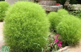 扫帚菜孕妇能吃吗?孕妇可以吃扫帚菜吗 扫帚菜孕妇能吃吗?孕妇可以吃扫帚菜吗