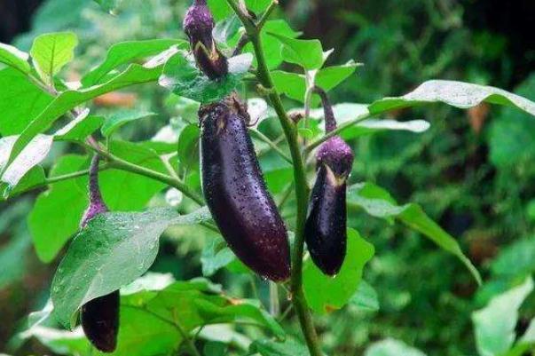 茄子会食物中毒吗 胃不好可以吃茄子吗 茄子会食物中毒吗 胃不好可以吃茄子吗