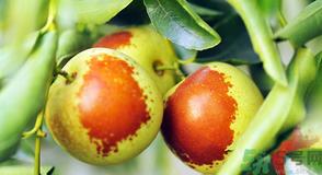 吃冬枣会上火吗?冬枣吃多了有什么坏处? 吃冬枣会上火吗?冬枣吃多了有什么坏处?