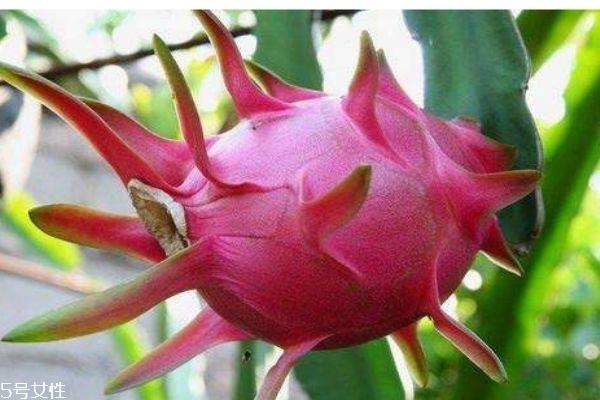 火龙果有什么作用 为什么火龙果吃了会拉肚子 火龙果有什么作用 为什么火龙果吃了会拉肚子