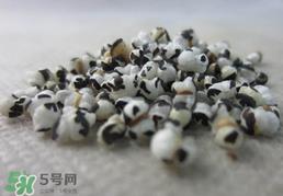 穿山甲下奶怎么吃?穿山甲下奶效果好吗? 穿山甲下奶怎么吃?穿山甲下奶效果好吗?