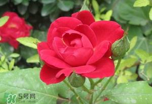 春天可以种玫瑰吗?春天适合种玫瑰吗? 春天可以种玫瑰吗?春天适合种玫瑰吗?