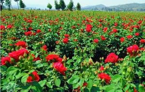 春天可以种玫瑰吗?春天适合种玫瑰吗? 春天可以种玫瑰吗?春天适合种玫瑰吗?