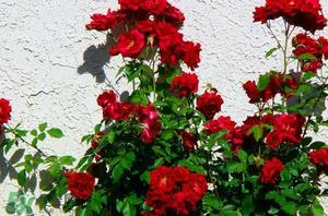 春天可以种玫瑰吗?春天适合种玫瑰吗? 春天可以种玫瑰吗?春天适合种玫瑰吗?