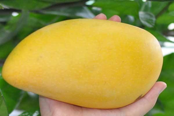 芒果捏软了还能吃吗 时间一长就会发烂 芒果捏软了还能吃吗 时间一长就会发烂