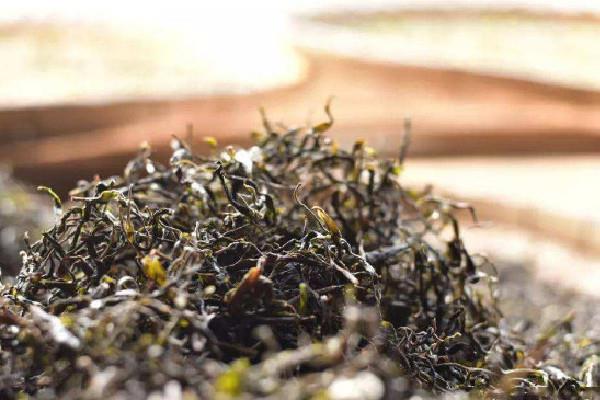 生普洱是不是放的时间越长越好 生普洱可以放多久 生普洱是不是放的时间越长越好 生普洱可以放多久