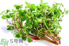 马齿苋能治疗扁平疣吗?马齿苋怎么治疗扁平疣? 马齿苋能治疗扁平疣吗?马齿苋怎么治疗扁平疣?