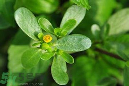 马齿苋能治疗扁平疣吗?马齿苋怎么治疗扁平疣? 马齿苋能治疗扁平疣吗?马齿苋怎么治疗扁平疣?