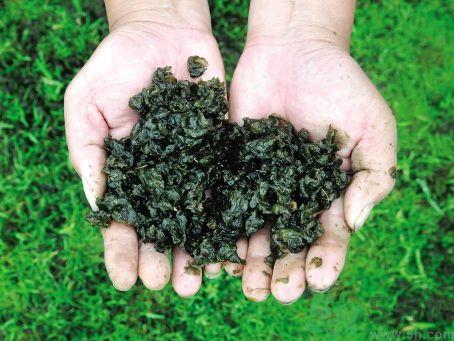 地皮菜要焯水吗?地皮菜怎么焯水? 地皮菜要焯水吗?地皮菜怎么焯水?