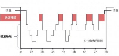 ​根据人脑电波可将睡眠分为哪两种