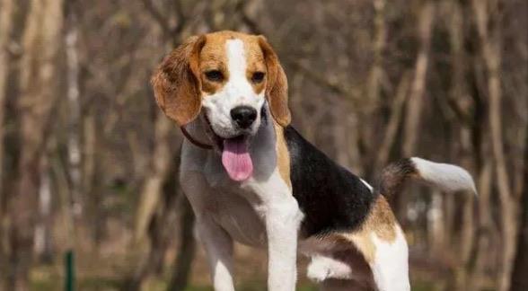 网络图片(侵删) 网络图片(侵删)