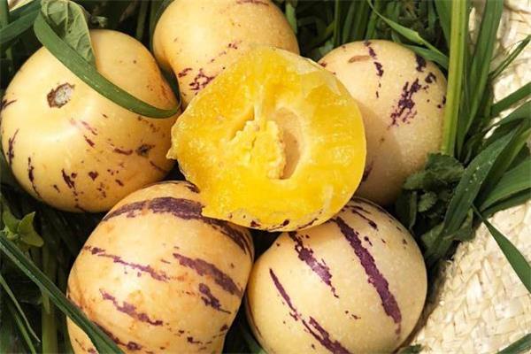 人参果不能和什么一起吃 人参果食用禁忌 人参果不能和什么一起吃 人参果食用禁忌