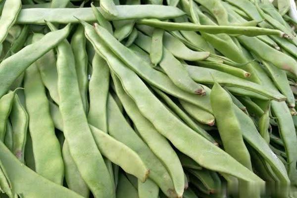 扁豆怎么挑选 扁豆怎么样算熟了 扁豆怎么挑选 扁豆怎么样算熟了