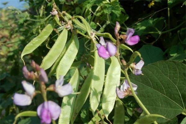 扁豆怎么挑选 扁豆怎么样算熟了 扁豆怎么挑选 扁豆怎么样算熟了