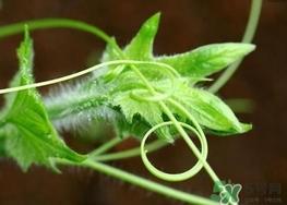 南瓜藤的叶子可以吃吗?南瓜藤叶子上的绒毛可以吃吗? 南瓜藤的叶子可以吃吗?南瓜藤叶子上的绒毛可以吃吗?