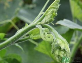 南瓜藤的叶子可以吃吗?南瓜藤叶子上的绒毛可以吃吗? 南瓜藤的叶子可以吃吗?南瓜藤叶子上的绒毛可以吃吗?
