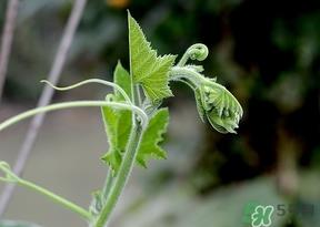 南瓜藤的叶子可以吃吗?南瓜藤叶子上的绒毛可以吃吗? 南瓜藤的叶子可以吃吗?南瓜藤叶子上的绒毛可以吃吗?