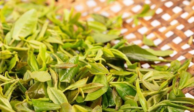 生活珍稀白茶和安吉白茶 3