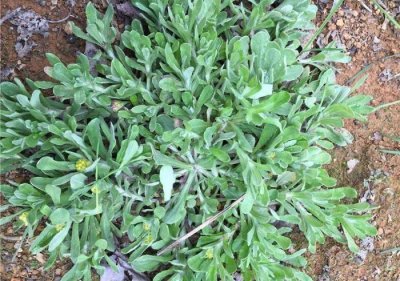 ​清明时青团用什么草做的好吃（盘点适合做青团的几种野草）