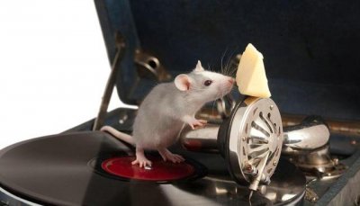 ​汽车防老鼠用什么最好