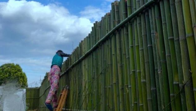 李子柒用5吨竹子搭建月季墙，看到成品，网友向往的生活！