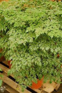 ​幸福树好养吗