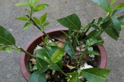 ​夜来香与紫茉莉区别