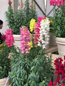 ​怎么让金鱼草多开花