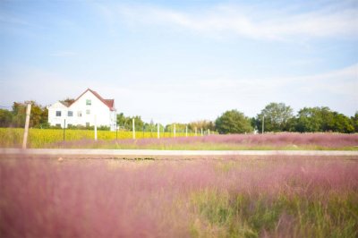 ​粉黛乱子草的养殖方法及注意事项