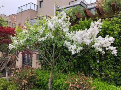 ​红丁香的养殖方法及注意事项