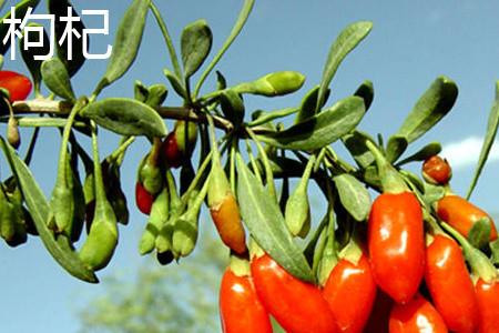 枸杞叶子.jpg 枸杞叶子.jpg