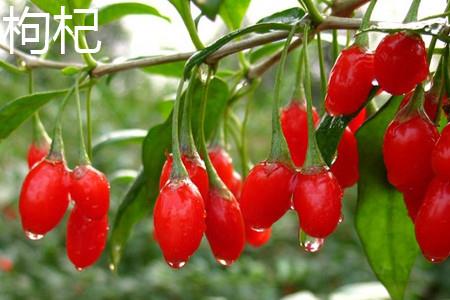 枸杞.jpg 枸杞.jpg