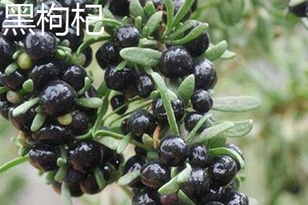 黑枸杞 黑枸杞