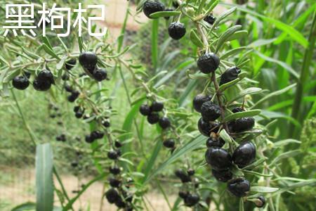 黑枸杞叶子.jpg 黑枸杞叶子.jpg