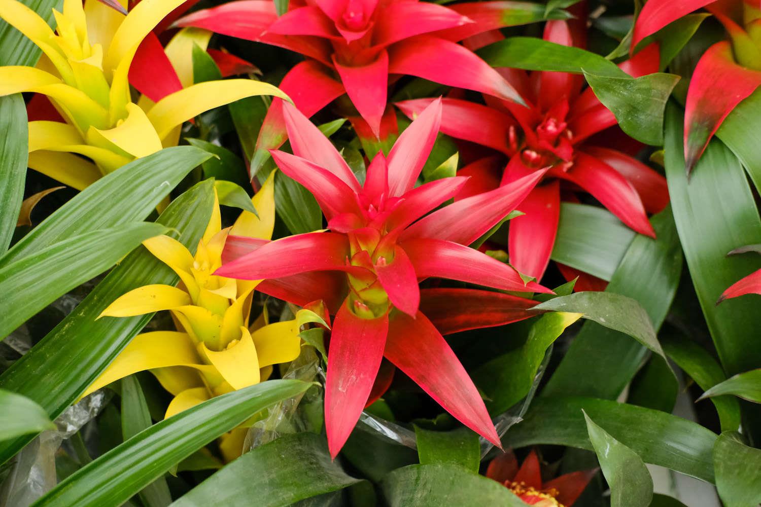 鸿运当头 鸿运当头