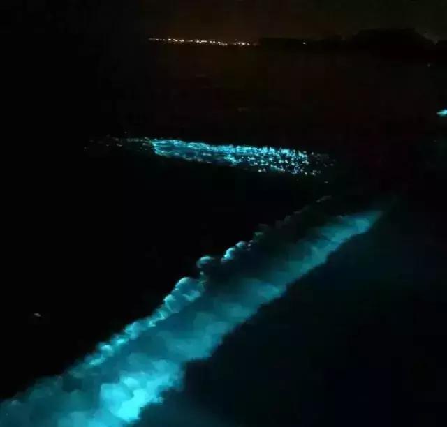 深圳惊现“荧光海”!宛如天际星河,美得醉人!