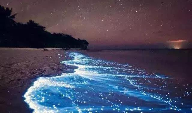 深圳惊现“荧光海”!宛如天际星河,美得醉人!
