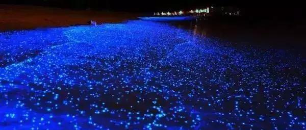 深圳惊现“荧光海”!宛如天际星河,美得醉人!