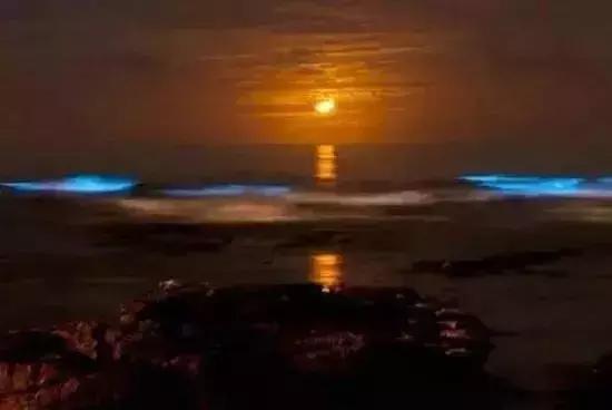 深圳惊现“荧光海”!宛如天际星河,美得醉人!