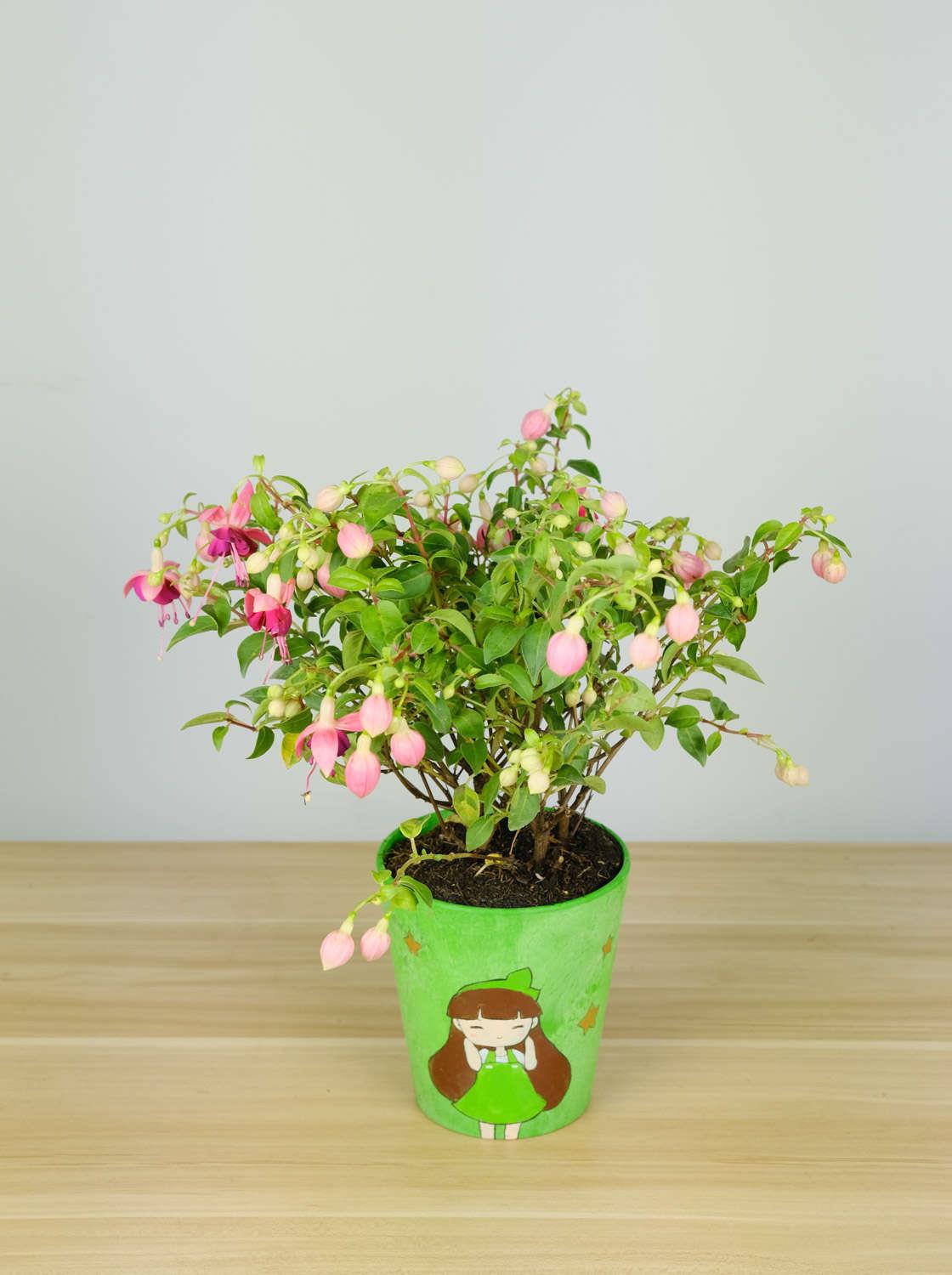 倒挂金钟 倒挂金钟