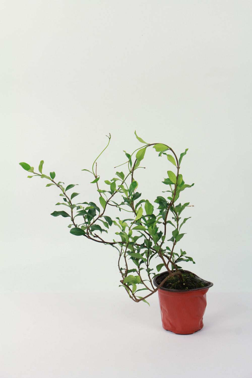 风车茉莉 风车茉莉