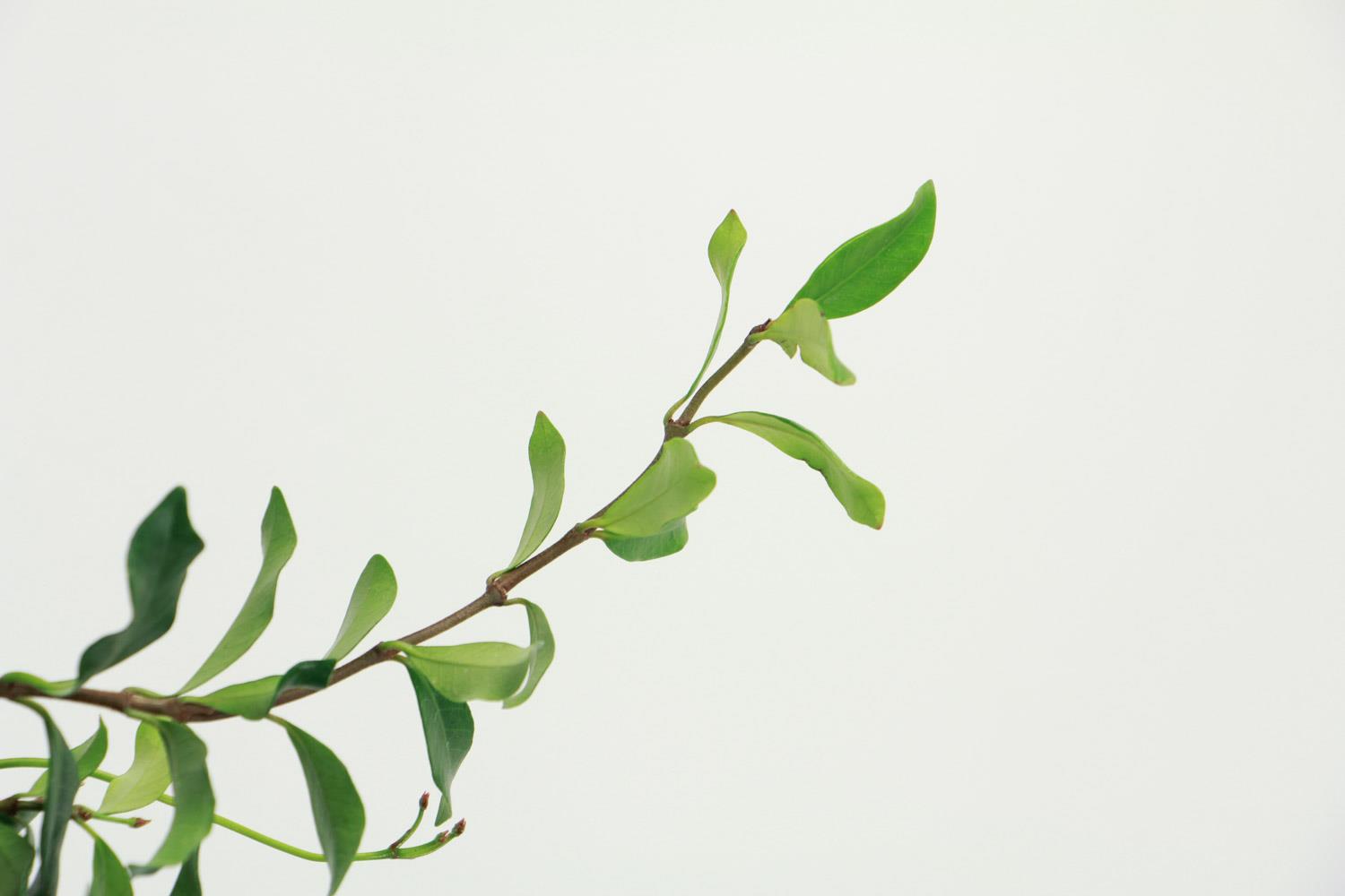 风车茉莉 风车茉莉