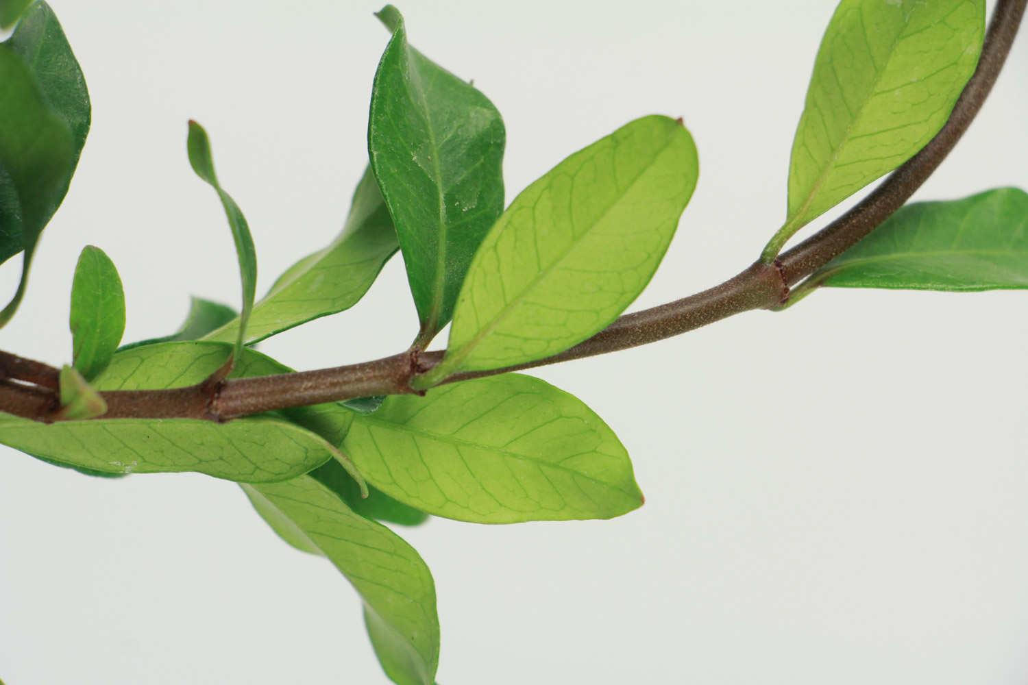 风车茉莉 风车茉莉