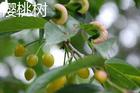 樱桃叶子.jpg 樱桃叶子.jpg