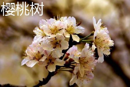 樱桃花.jpg 樱桃花.jpg