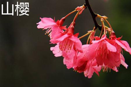 山樱花.jpg 山樱花.jpg