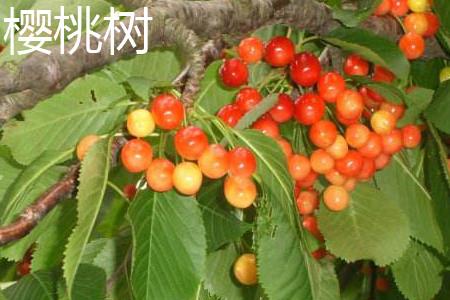樱桃.jpg 樱桃.jpg