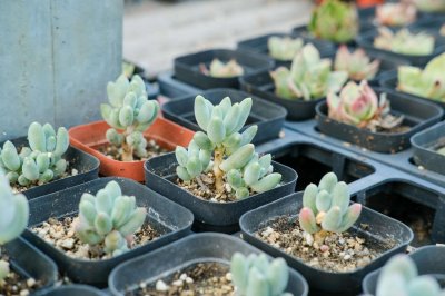 ​多肉用什么肥料最好